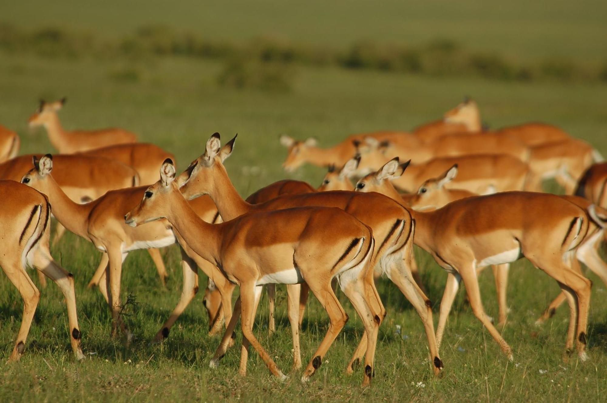 Mara Intrepids Tented Camp Talek Exteriör bild